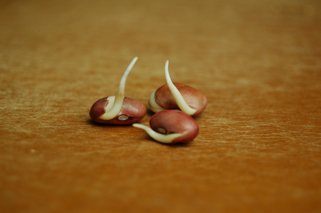 a simple real food recipe :: batch cooking sprouted red beans :: chili