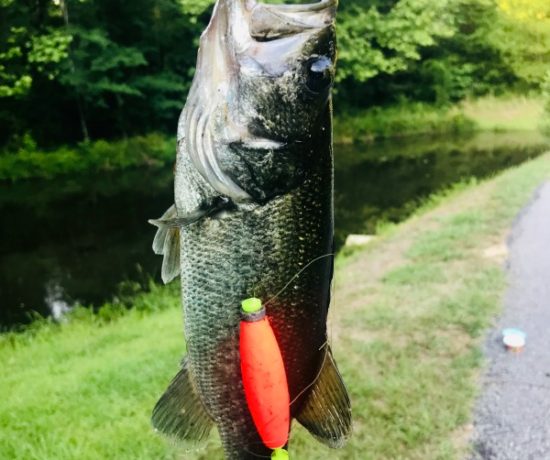 Fish