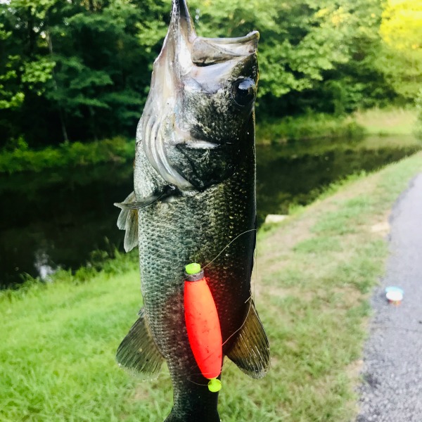 Fish