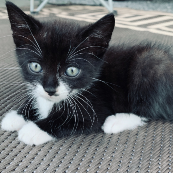 oreo