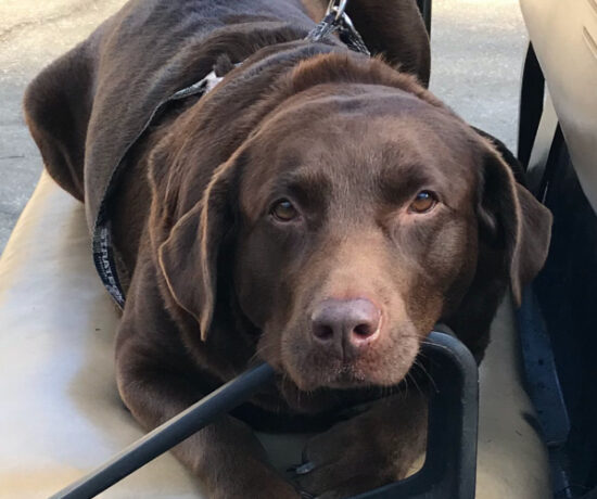 Bella